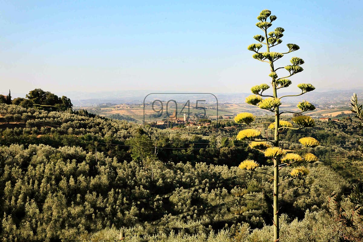 Villa di carattere con guest house immersa nella natura toscana - nella città natale del grande maestro Leonardo da Vinci a Vinci, immobile proposto da 9045 REAL ESTATE