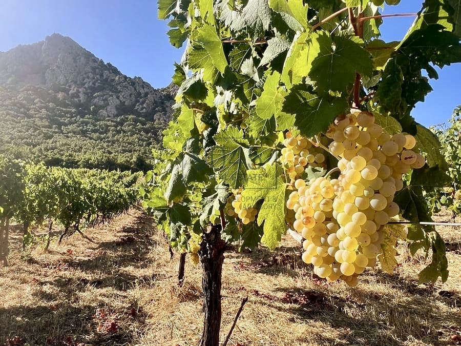 Exklusive Tenuta in Sardinien - 18 Hektar Weinbau und Land in Loiri, Immobilie von 9045 REAL ESTATE
